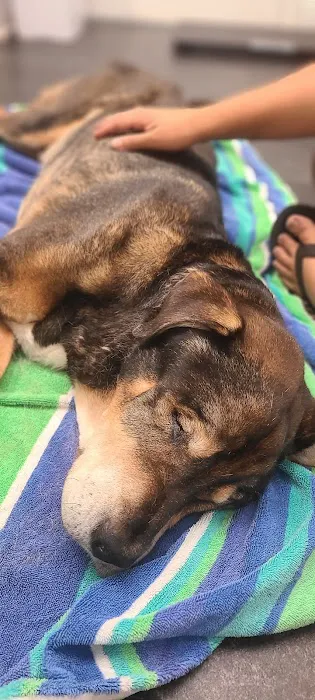 Clinica veterinaria 12