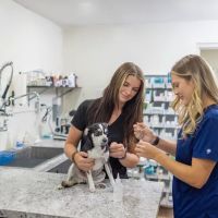 Paw Haven Animal Hospital ico