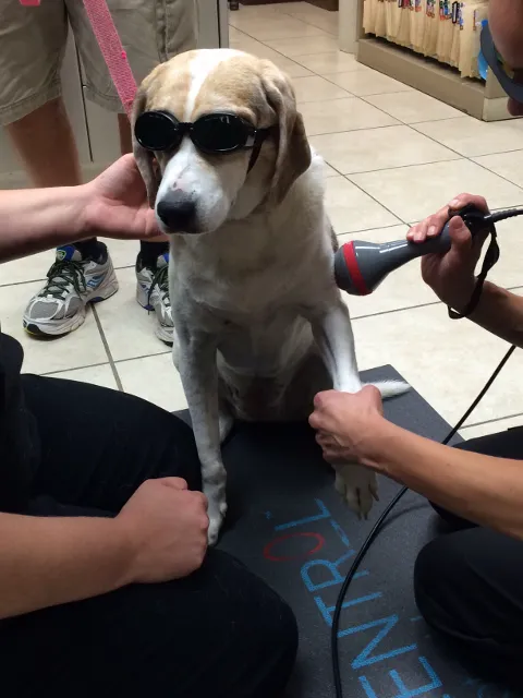 Cypress Animal Hospital 12