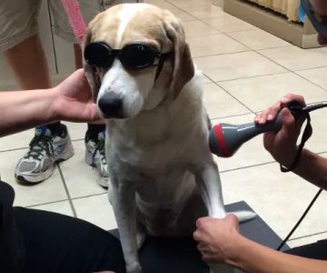 Cypress Animal Hospital