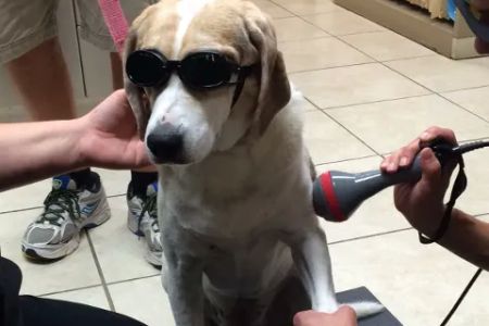 Cypress Animal Hospital