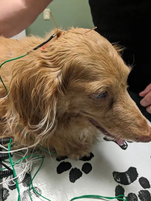 Orchid Springs Animal Hospital 6