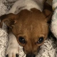 Garden Grove Animal Hospital ico