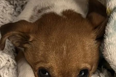 Garden Grove Animal Hospital