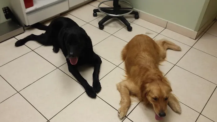 VCA Lake Wales Animal Hospital 12