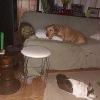 Ridge Veterinary Hospital ico