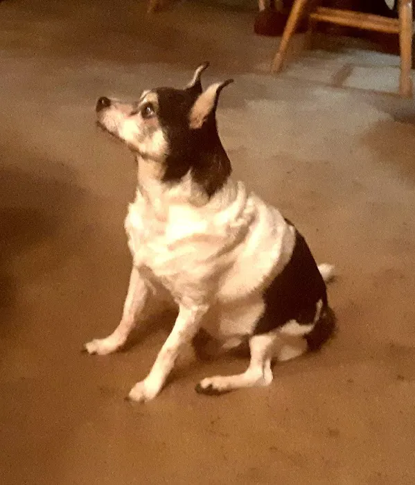 Ridge Veterinary Hospital 12