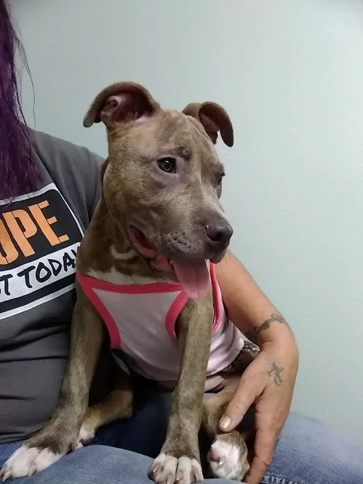 Ridge Veterinary Hospital 12