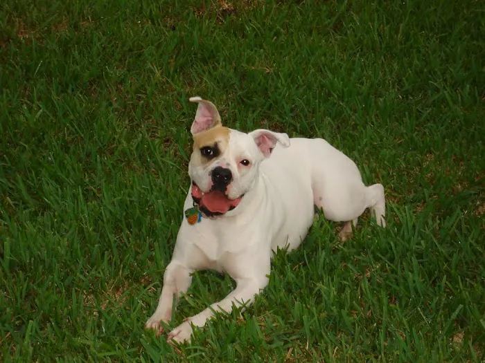 Ridge Veterinary Hospital 12
