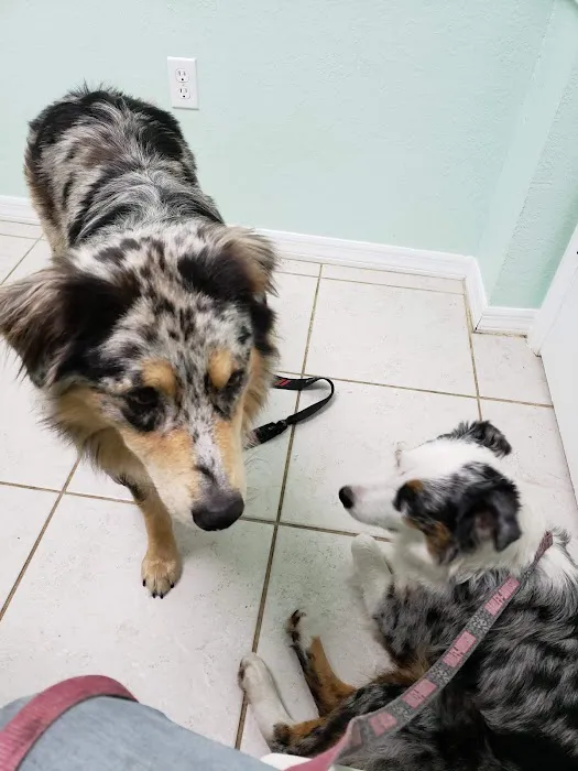 Lake Alfred Animal Hospital 12
