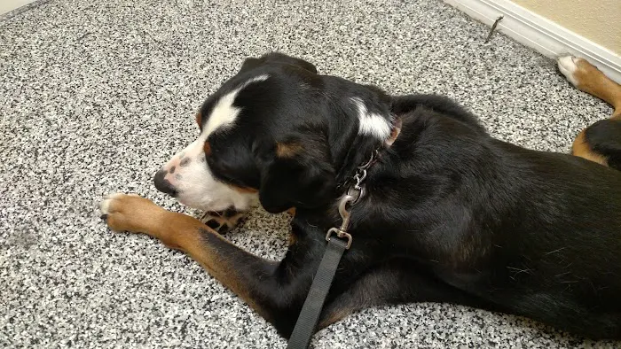 Lake Alfred Animal Hospital 12