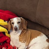 Lake Alfred Animal Hospital ico