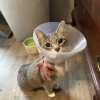 Compassion Animal Hospital ico