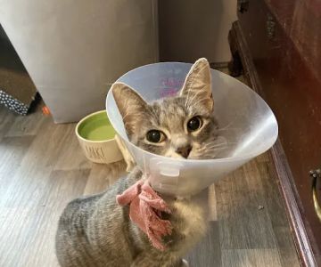 Compassion Animal Hospital