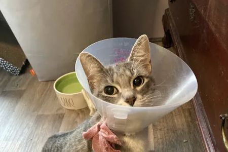 Compassion Animal Hospital