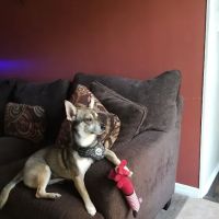 Dunham Animal Hospital ico