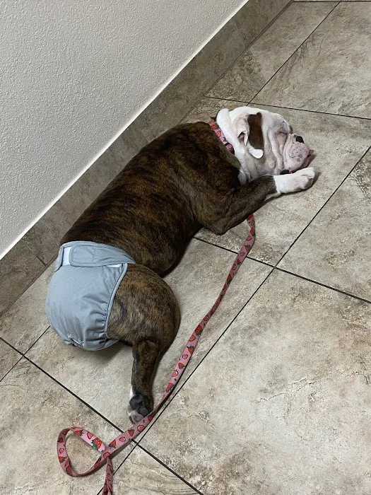 Dunham Animal Hospital 12