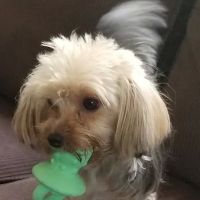 Paws and Perches Animal Hospital ico
