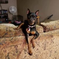 Bartow Main Street Low Cost Pet Hospital ico