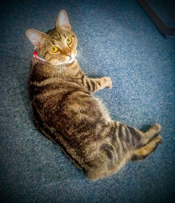Main Street Veterinary Center 12
