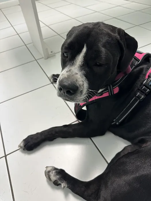 Main Street Veterinary Center 12