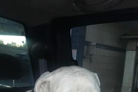 Ark Animal Hospital