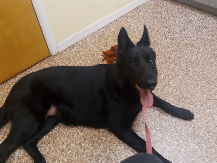 Ark Animal Hospital 9