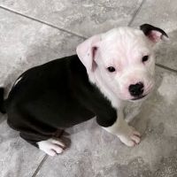 Pet Vaccination Clinic at Tractor Supply Co. ico