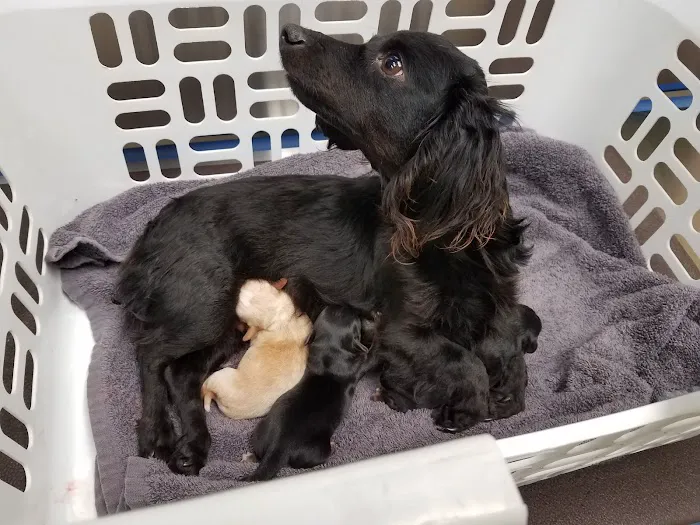 Highland Pet Hospital 12