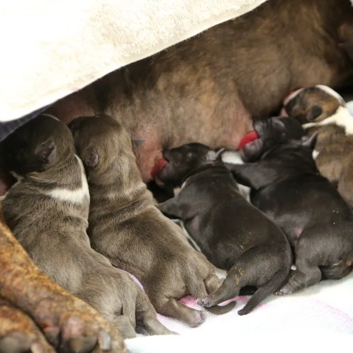 Highland Pet Hospital 12
