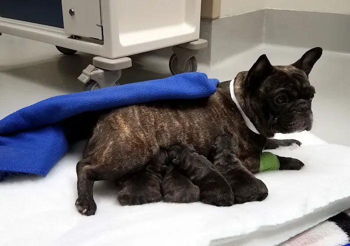 Highland Pet Hospital 12