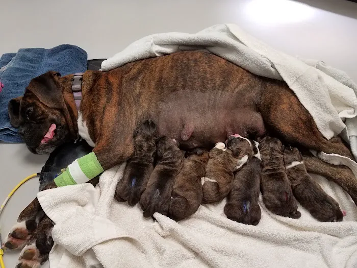 Highland Pet Hospital 12