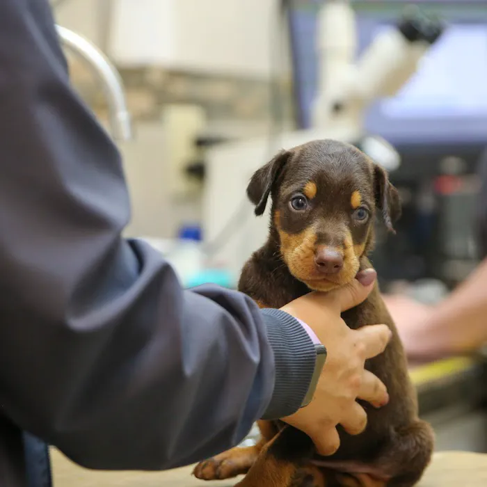 Highland Pet Hospital 12