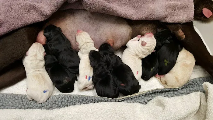 Highland Pet Hospital 12
