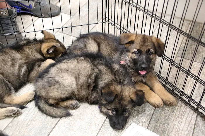 Highland Pet Hospital 12