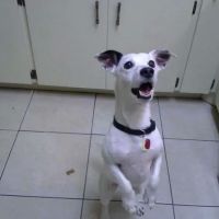Bartow Animal Clinic ico