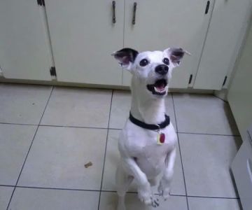 Bartow Animal Clinic
