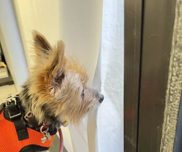 Poinciana Pet Clinic