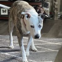 Backwoods Trail Veterinary ico