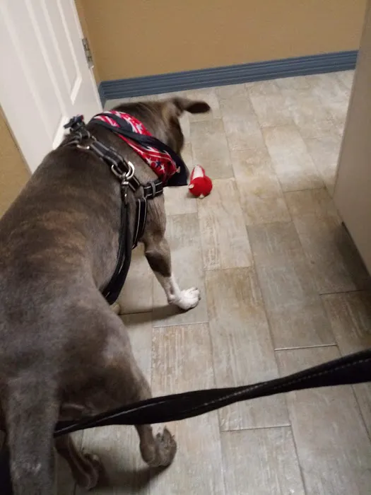 Paws Animal Hospital 4