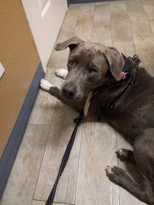 Paws Animal Hospital 3