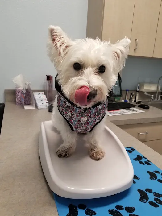 Paws Animal Hospital 5