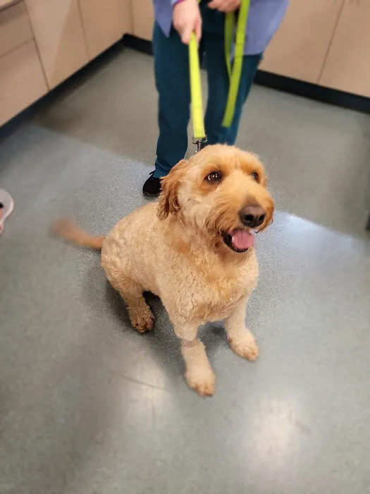 Paws Animal Hospital 6