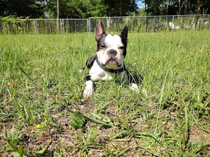Sumter County Animal Hospital (Vet) 12