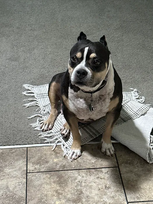 Sumter County Animal Hospital (Vet) 12