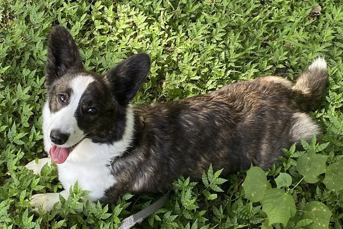 Sumter County Animal Hospital (Vet) 12