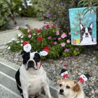 Sumter County Animal Hospital (Vet) ico