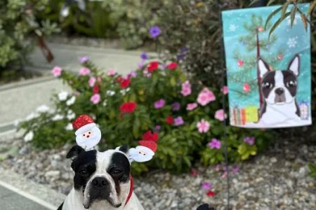 Sumter County Animal Hospital (Vet)