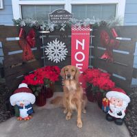 Mulberry Grove Animal Hospital ico