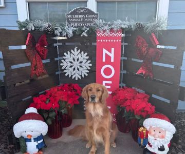 Mulberry Grove Animal Hospital